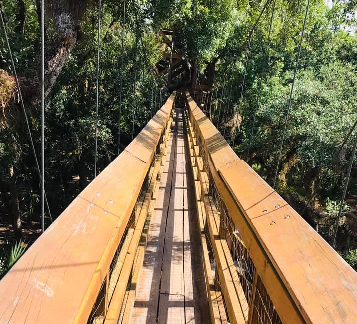 Trail at Myakka State Park in Sarasota, FL